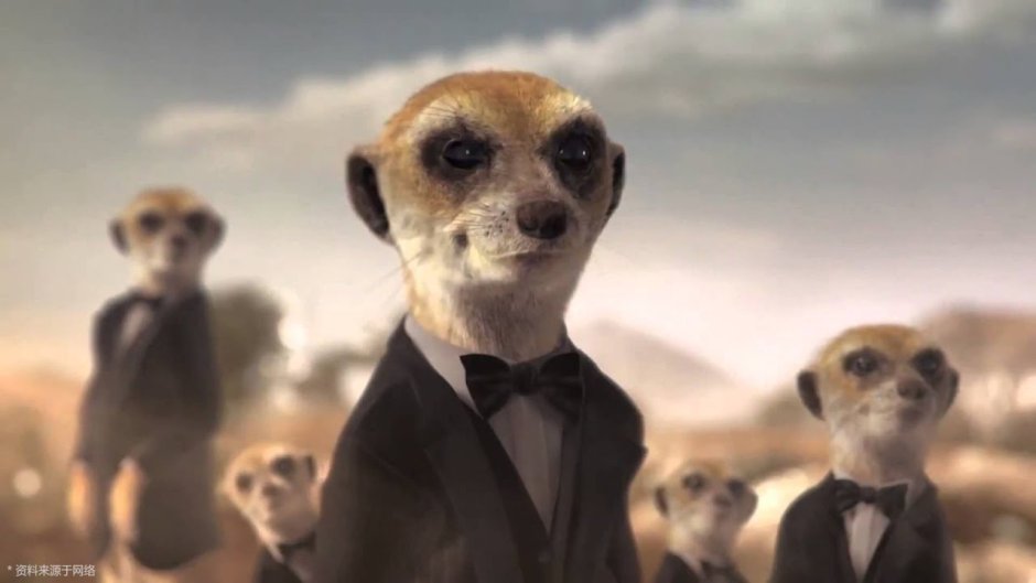 Meerkat в ЮАР