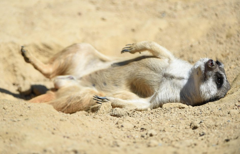 Пустыня Намиб Намибия сурикат