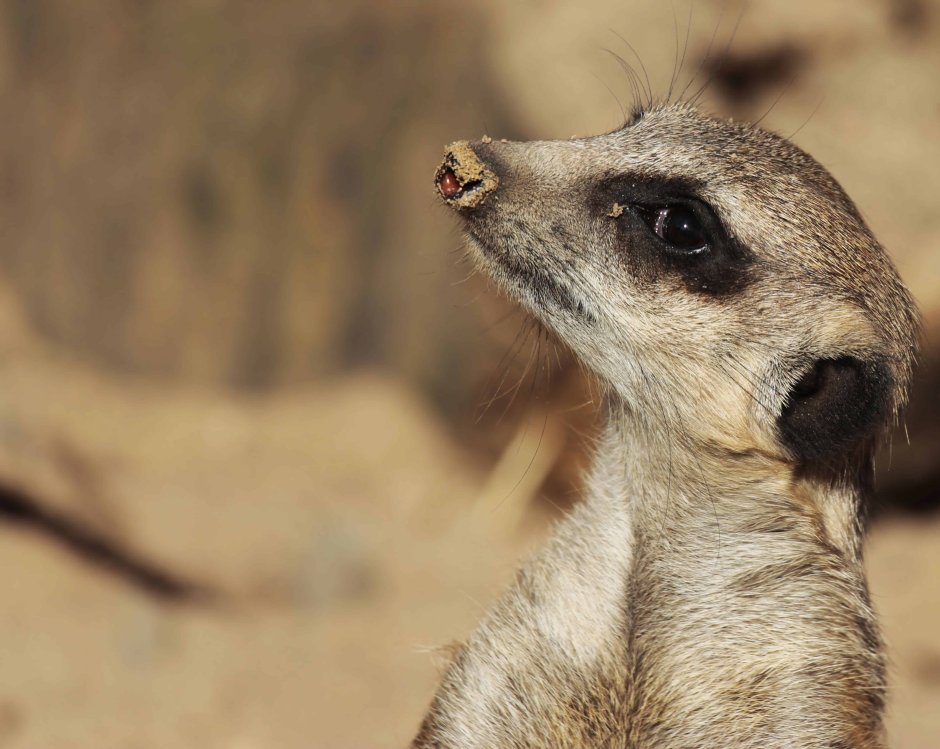 Лунолет сурикат