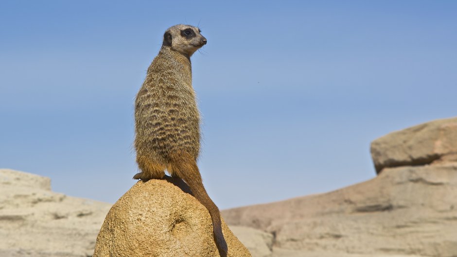 Лысый сурикат