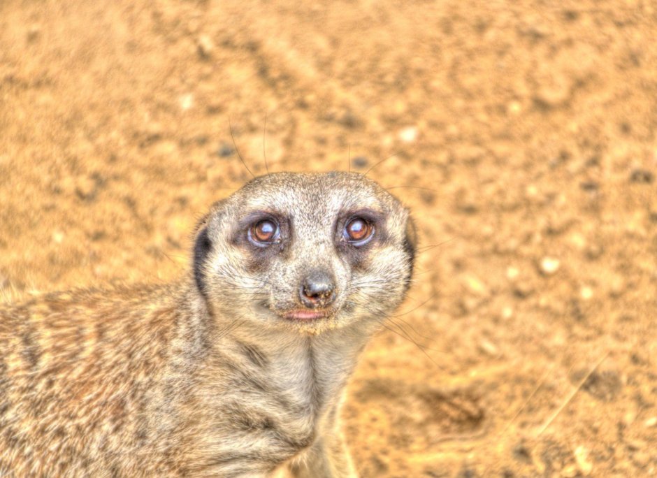 Сторожевые сурикаты