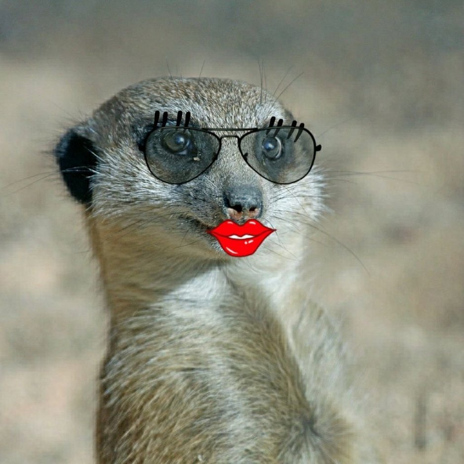 Звери с оружием