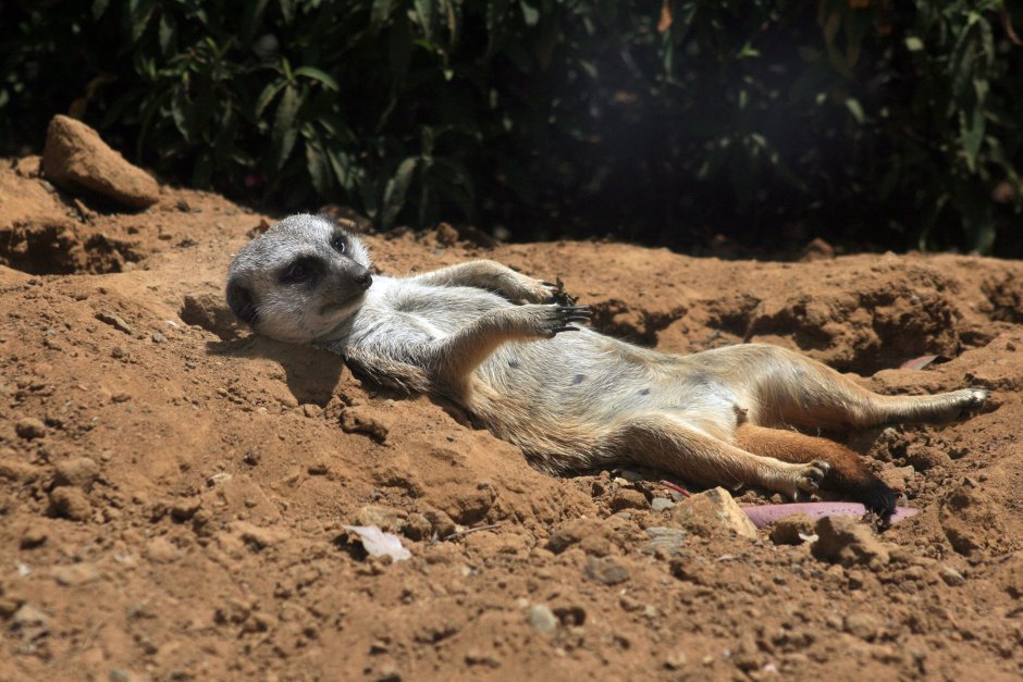 Зверек на задних лапках