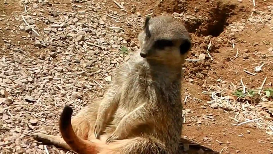 Пляжная звери