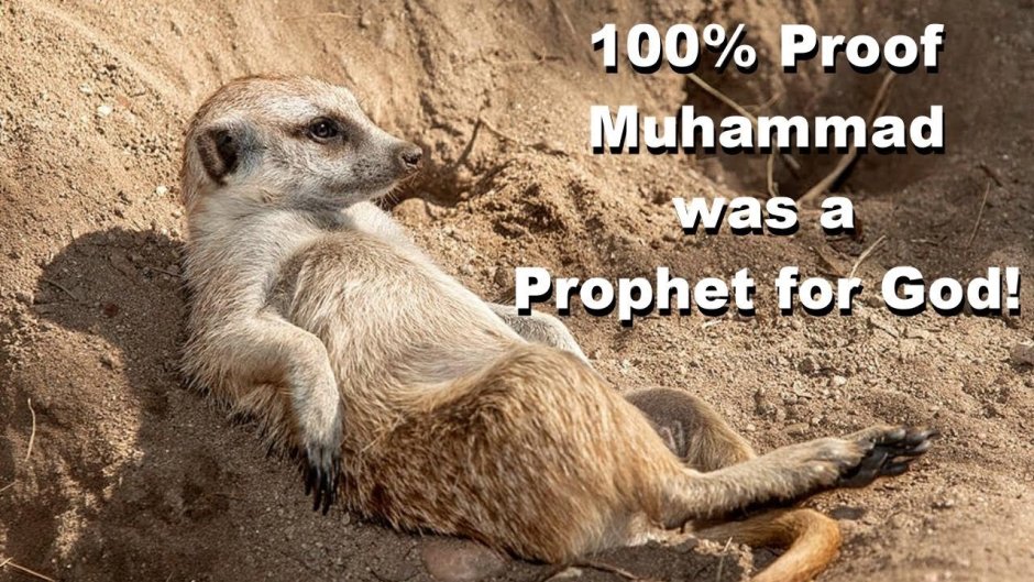 Сурикат охотится