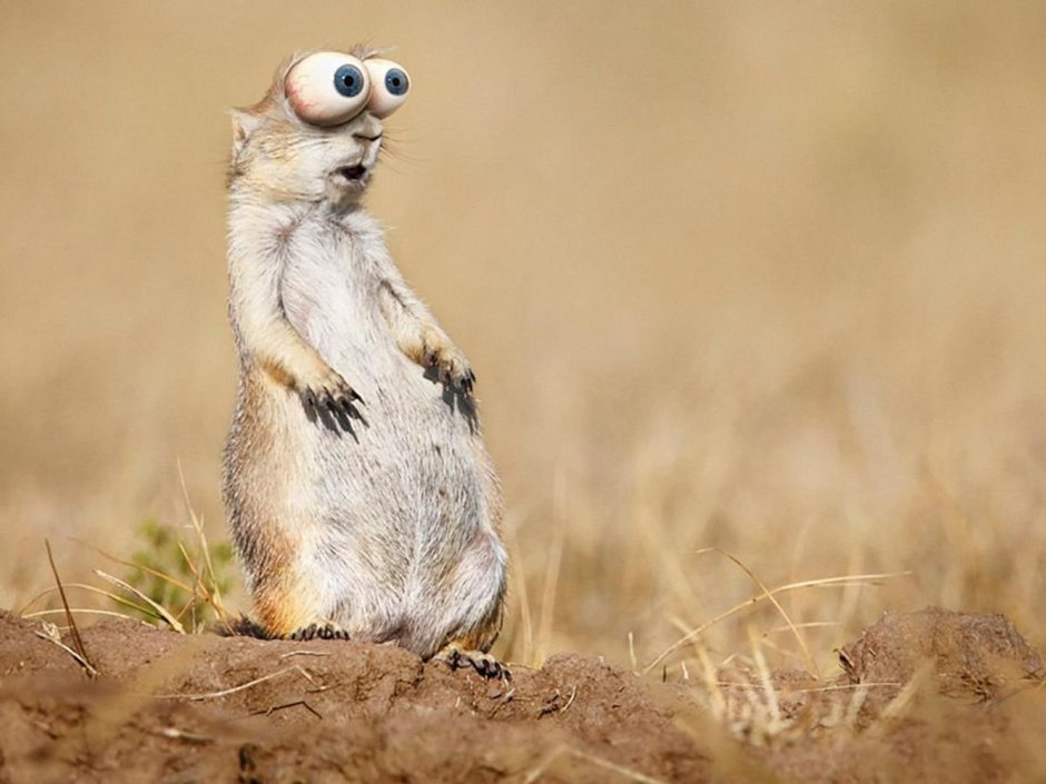 Малыш Олег сурикат