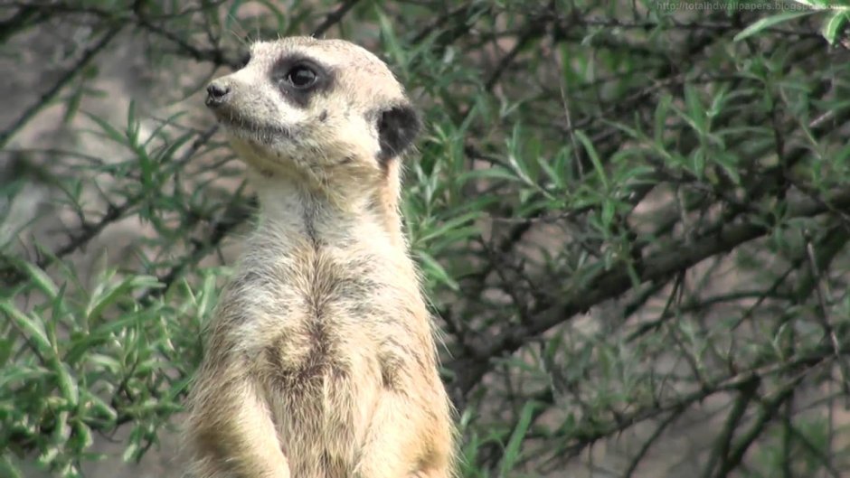 Мертвый сурикат