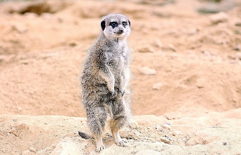 Сурикаты спаривание