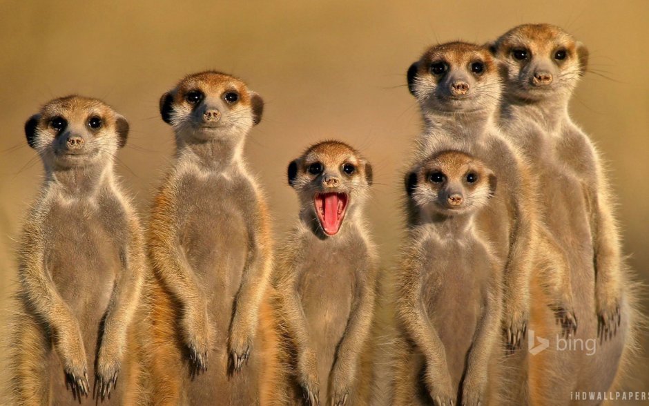 Сурикат рост