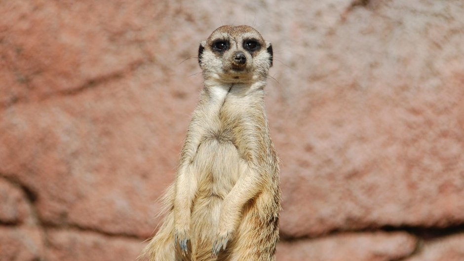 Обои на рабочий стол сурикат