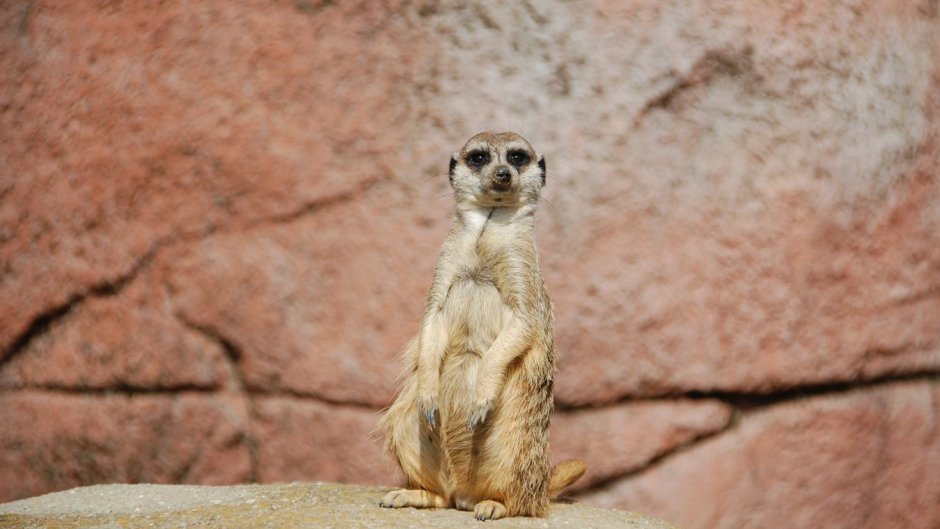 Карликовый сурикат