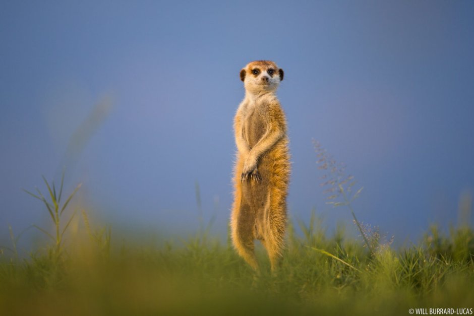 Сурикат в норке