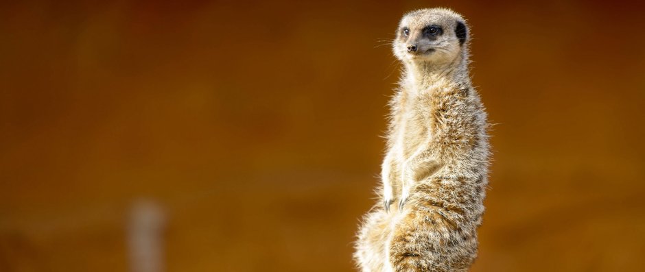 Сурикат фото животное