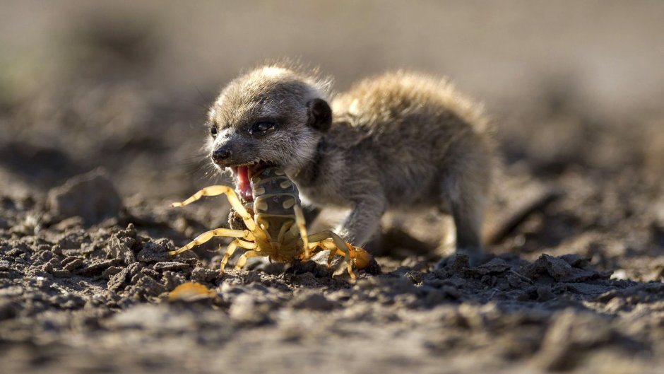 Сурикаты the Meerkats, 2008