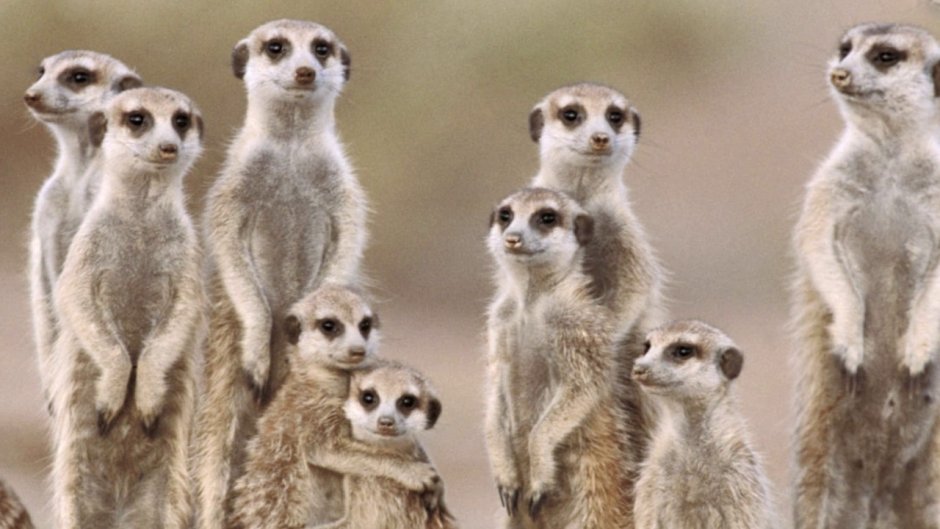 Суслик и сурикат