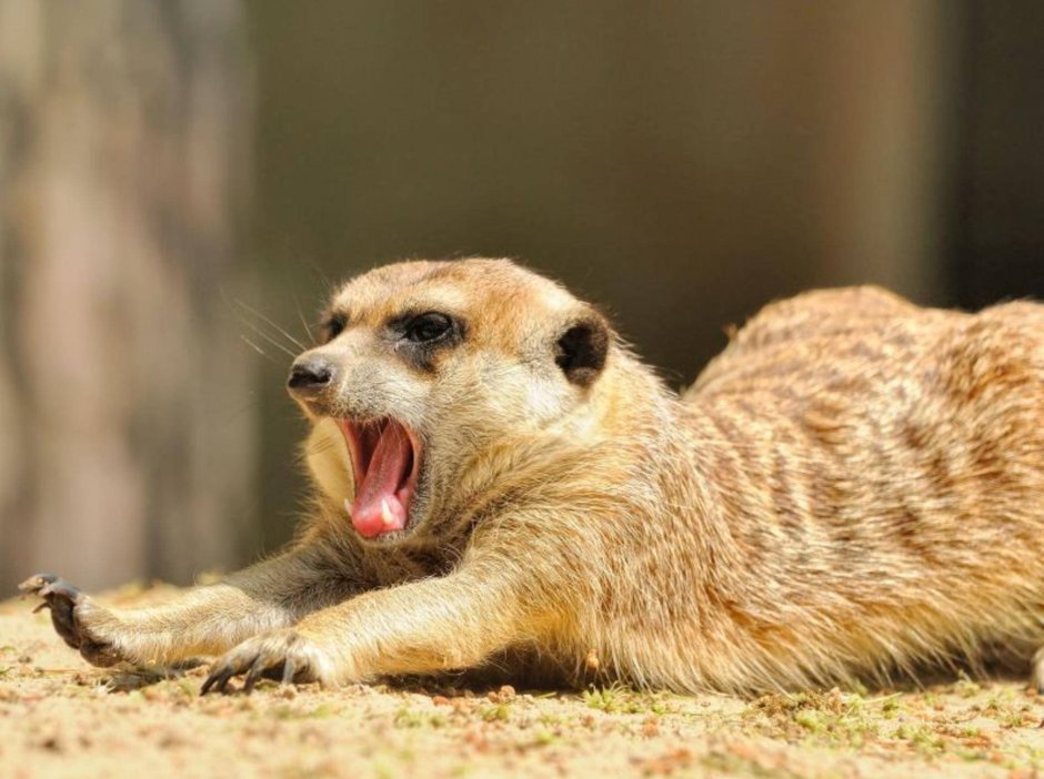 Сурикаты рисунок