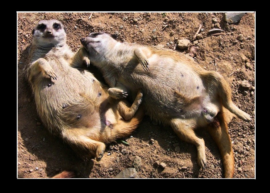 Сурикаты фильм 2008