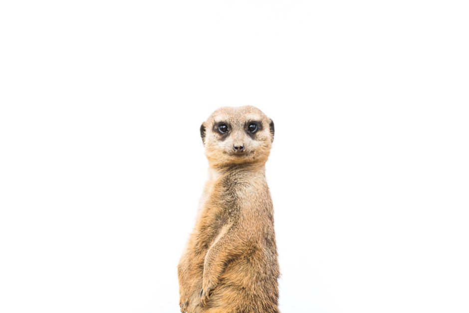 Сурикат домашний