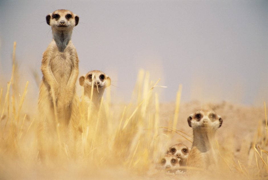 Сурикаты фильм 2008