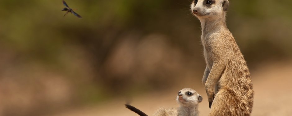 Сурикат приколы