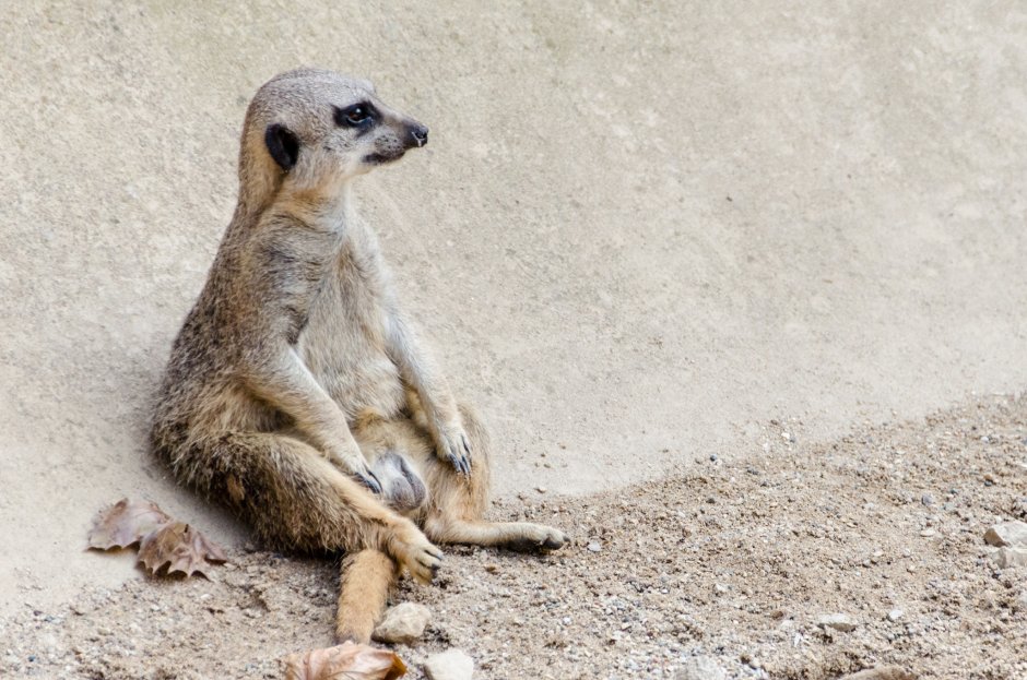 Сурикаты обои