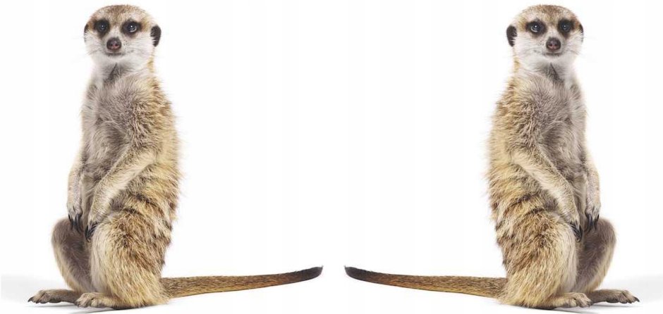 Сумчатый сурикат