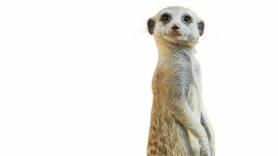 Сурикат мультяшный