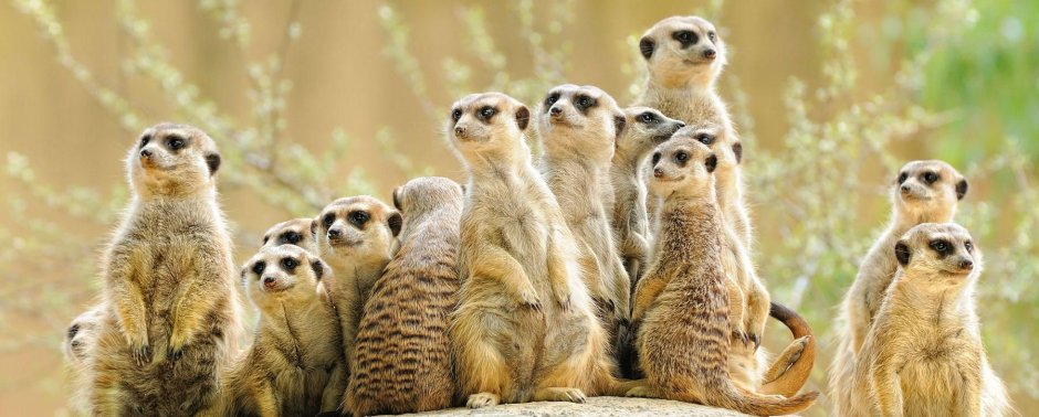 Суслики смешные