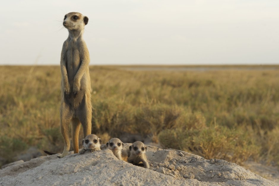 Крутой суслик