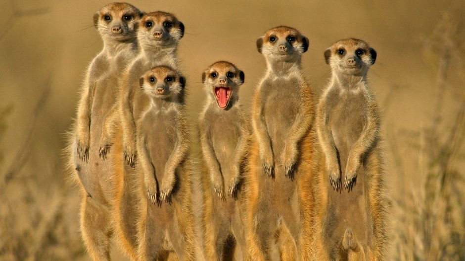 Сурикат на руках у человека