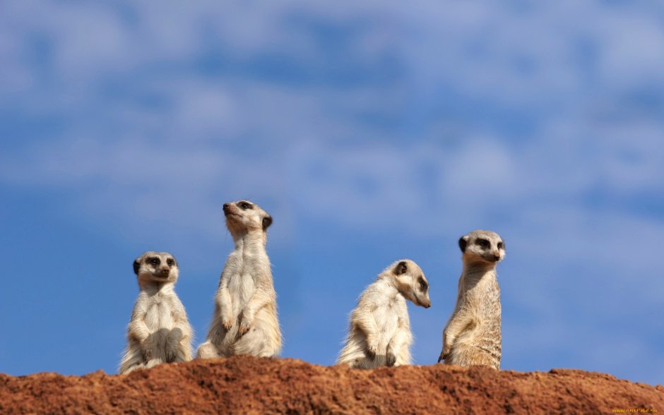 Животные в шоке