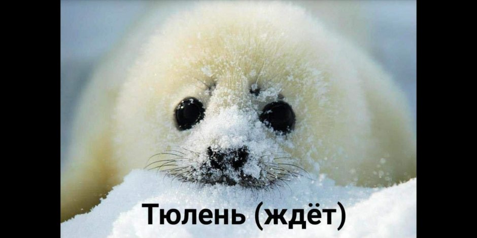 Белёк детеныш нерпы