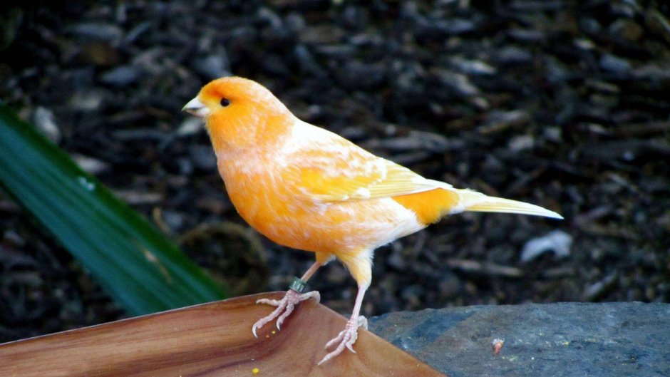 Gloster Canary Art