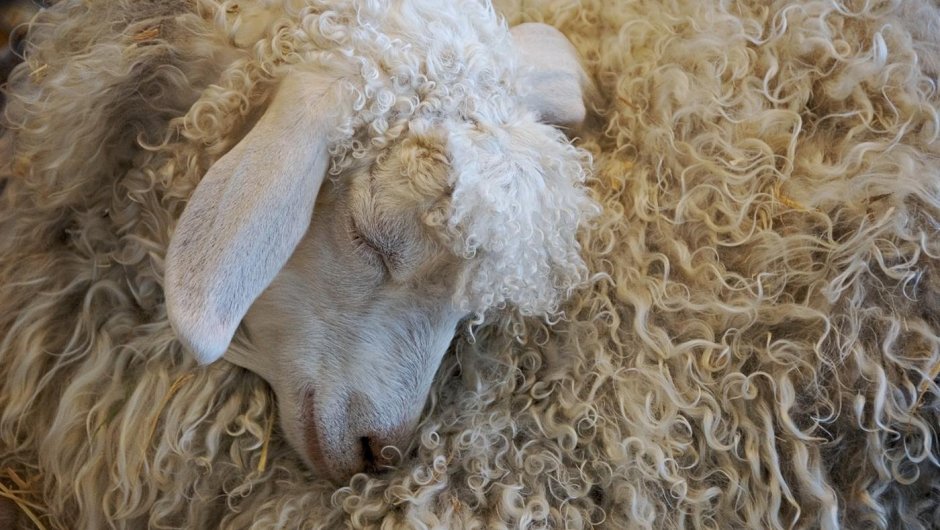 Овцы породы Valais Blacknose