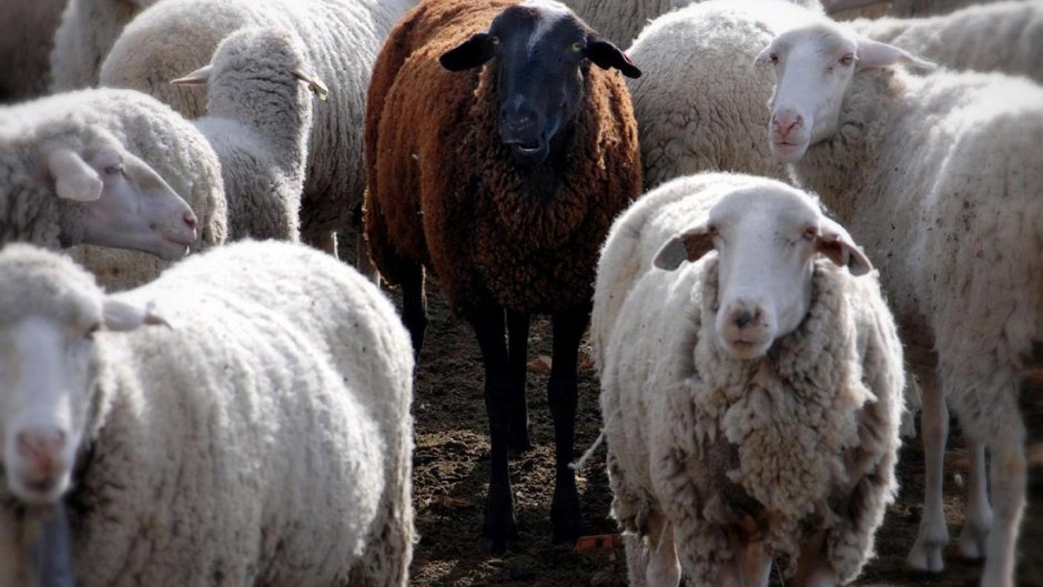 Sheep Уэльс