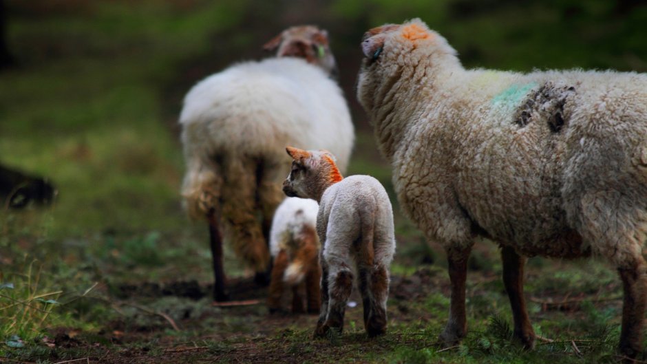 Sheep in a field