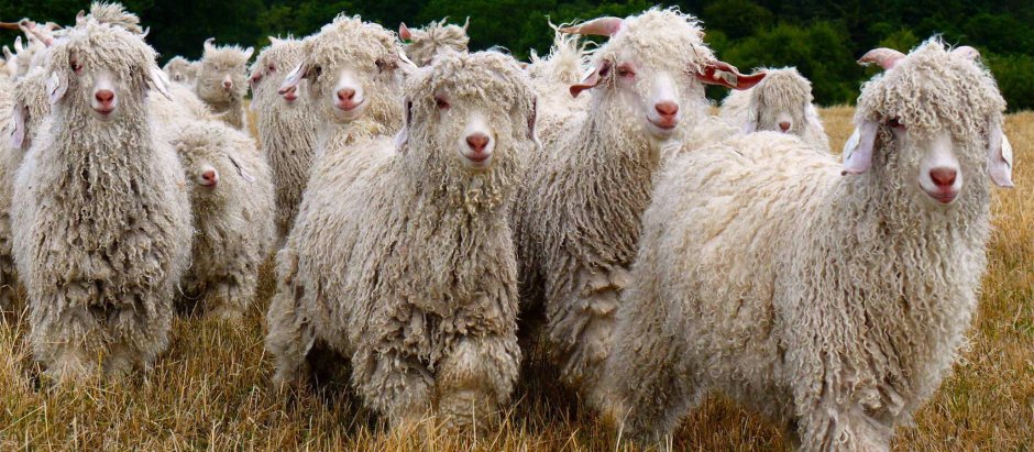 Овцы породы Вале (Valais)