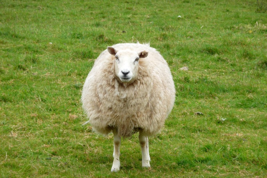 Pygora Goat