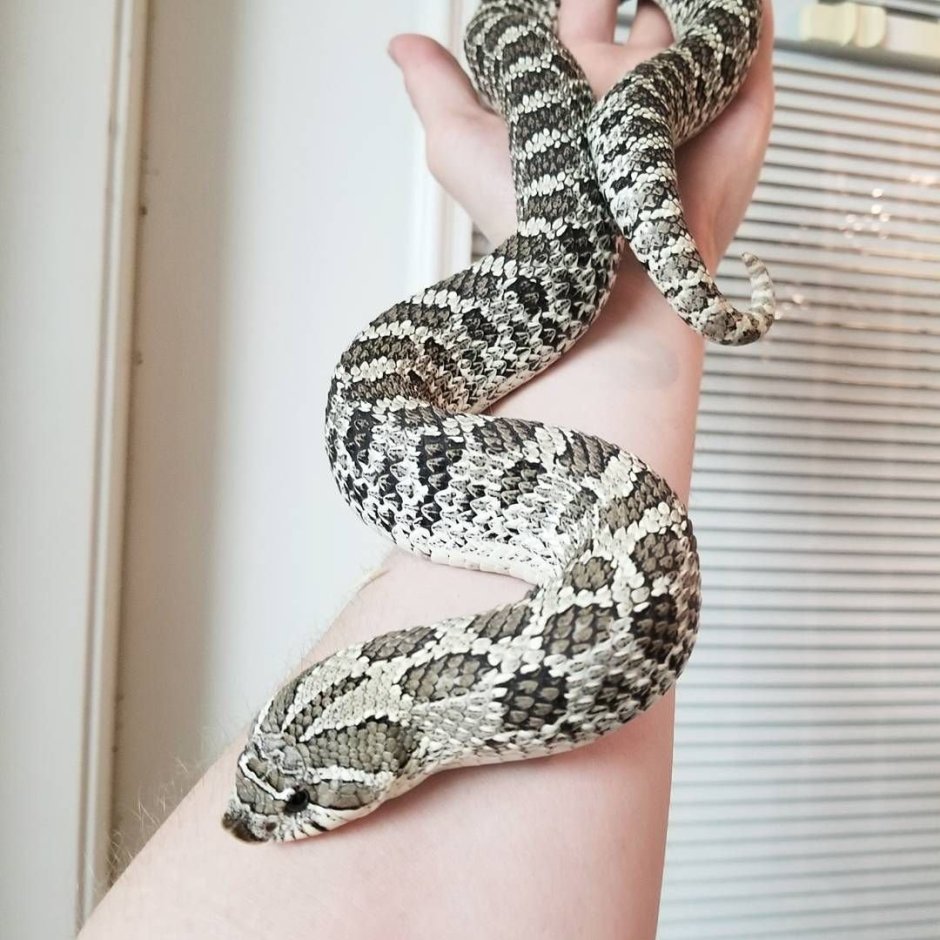 Королевская змея нигрита