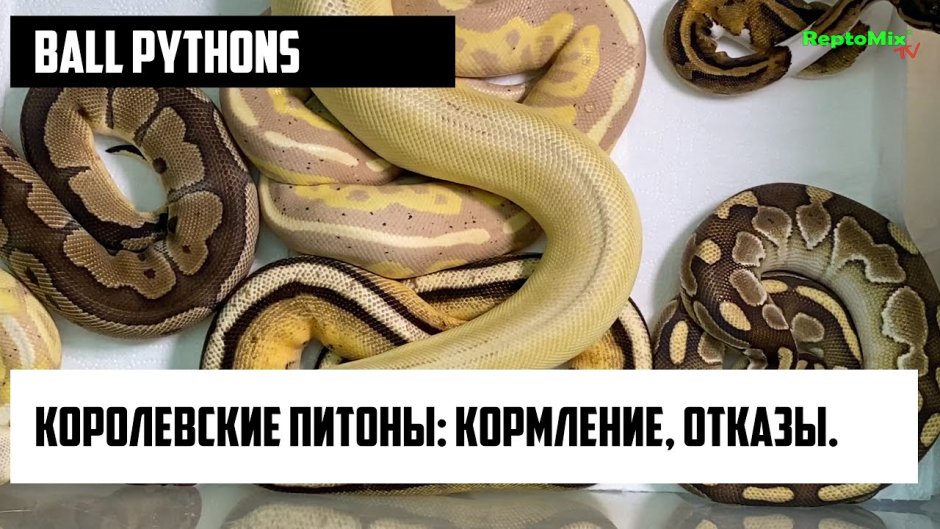Кобра морда