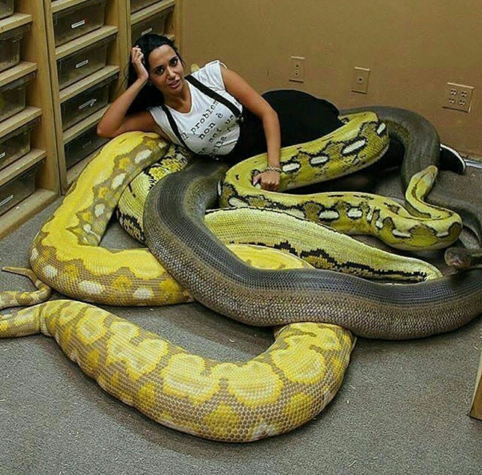 Королевская змея великолепная (Lampropeltis getula splendida)