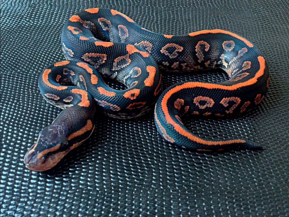 Королевский питон pied