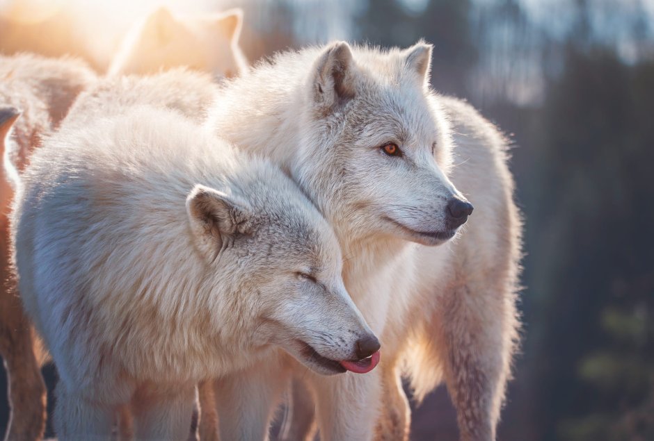 Canis Lupus tundrarum