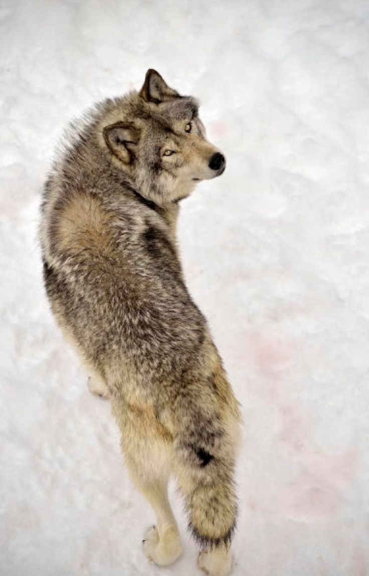 Уходящий волк