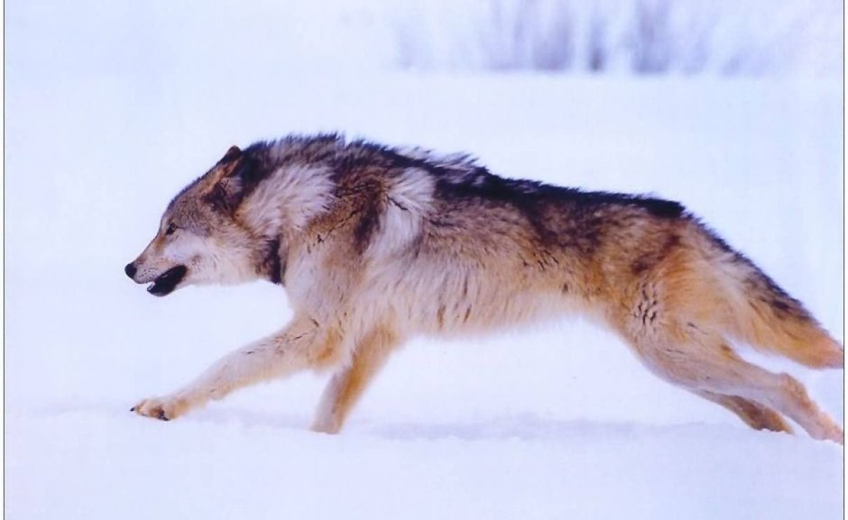 Волк бежит сбоку