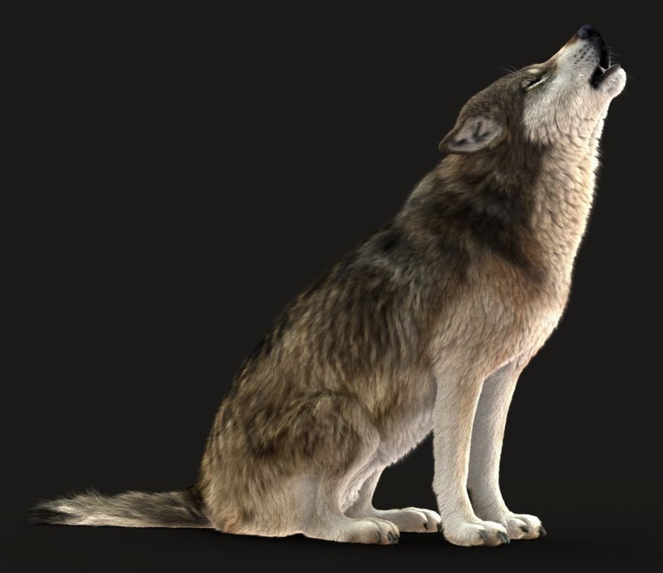 Сидячий волк