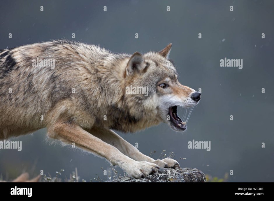 Волк великих равнин