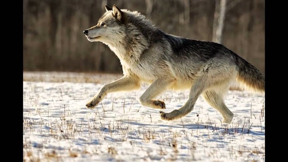 Волк рысцой