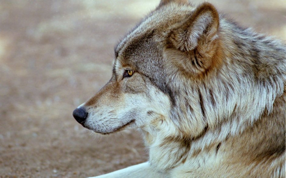Волк в профиль