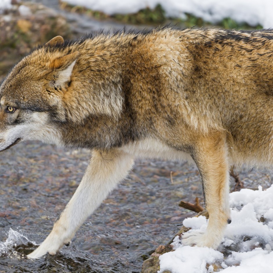 Среднерусский Степной волк